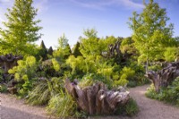 The Stumpery at Arundel Castle in May where sculptural tree stumps are surrounded by lush planting including euphorbias and liquidambars.