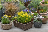 A spring container display of a basket of golden Narcissus 'Tete-a-Tete' enclosed in copper kettles and terracotta pots planted with annual violas, bellis daisies and sedge grass.