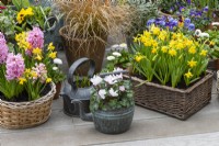 A spring container display of baskets, copper kettles and terracotta pots planted with annual violas, bellis daisies, pink Hyacinth 'Fondant, sedge, white cyclamen and golden Narcissus 'Tete-a-Tete'.