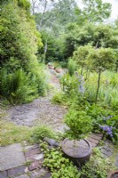 A circular pattern of inset stones at the junction of paths in a cottage garden in June surrounded by standard hollies, box, ferns and campanulas.