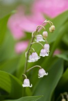 Convallaria majalis var. rosea - Rosy lily of the valley 