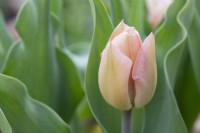 Tulipa 'Apricot beauty' - Tulip 