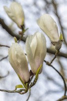 Magnolia x veitchii in April
