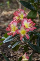 Rhododendron 'Our Mary' - close up of pink and yellow flowers.
