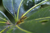 Polistes species,Paper wasp, on a leaf of an edible fig, Ficus carrica, with Sooty mould and soft brown scale.