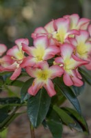 Rhododendron 'Our Mary'