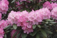 Rhododendron 'Hachmann's polaris'  - May