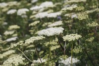 Cenolophium denudatum - Baltic parsley - June