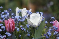 Tulipa 'White Lizard' - Tulipa 'Pretty Princess' - May
