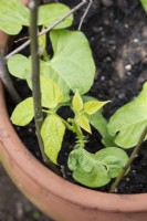 Phaseolus vulgaris 'Yin Yang' - Young dwarf french bean plants in a pot