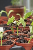 Phaseolus vulgaris - Dwarf french bean seedling 