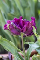 Tulipa - Tulip 'Negrita parrot'