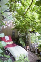 Greenhouse used as shady summerhouse with grape vine and lounger at a cottage garden in June
