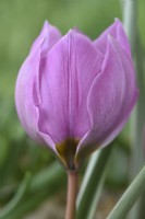 Tulipa humilis  'Helene'  Tulip  Miscellaneous tulip  March