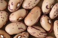 Phaseolus vulgaris   'Borlotto di Vigevano nano'  Dwarf French bean  Seeds  March
