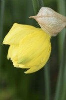 Narcissus  'Pencrebar'  Daffodil  Flower starting to open  Div.  4  Double  March
