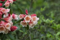 Rhododendron 'Chelsea seventy'