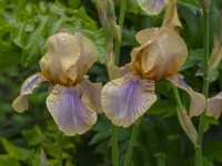 Tall Bearded Iris 'Evolution   Norfolk  June