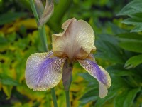 Tall Bearded Iris 'Evolution  Norfolk  June