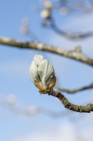 Sorbus thibetica 'John mitchell' - Tibetan Whitebeam tree leaf growth in spring