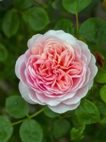 Rosa 'Queen of Sweden' in flower Norfolk June