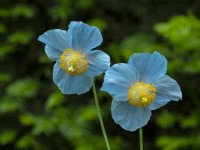 Meconopsis betonicifolia - blue Himalayan Poppy Norfolk, UK June