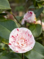 Camellia 'Lavinia Maggi'