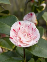 Camellia 'Lavinia Maggi'