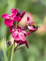 Bee visiting Erysimum cheiri 'Giant Pink' - Wallflower - May