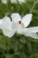 Paeonia ostii 'Feng Dan Bai' - syn. Paeonia 'White Phoenix'  Chinese tree peony in May.