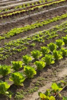 Rows of vegetable seedlings showing plastic drip irrigation watering system