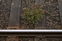  Geranium robertianum - Herb Robert growing between the rails of a railway 