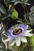 Close-up of Passiflora edulis - Passion flower being grown in hanging basket inside a greenhouse, Quebec, Canada