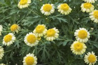 Argyranthemum frutescens - Marguerite Daisy flowers