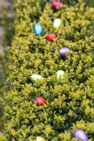 Colourful chocolate eggs at Easter in Buxus