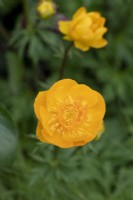 Trollius cultorum 'Orange crest' - Globeflower