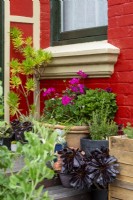 A collection of potted plants under house window