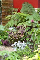 Contemporary style cottage garden showing a variety of colourful foliage plants