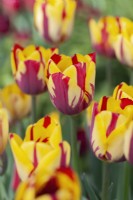 Tulipa 'Helmar' - April