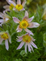 Pasque flower Pulsatilla vulgaris Barton's Pink  in flower  late march Norfolk