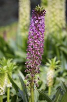 Eucomis 'Pink Gin', Pineapple Lily. August.