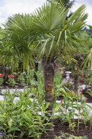 Trachycarpus fortunei, Chinese windmill palm, August.