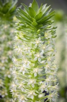 Eucomis pole-evansii 'Goliath', Pineapple Lily, August.