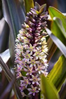 Eucomis comosa 'Sparkling Burgundy', Pineapple Lily. August.
