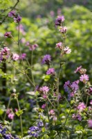 Red Campion, Silene dioica