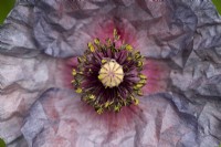 Papaver rhoeas 'Amazing Grey' - Field Poppy
