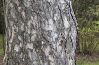 Pinus nigra var. laricio - Corsican Pine tree trunk with dark grey scaly bark, Quebec, Canada