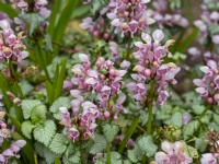 Lamium maculatum 'Beacon Silver' - Spotted Deadnettle Spring Norfolk