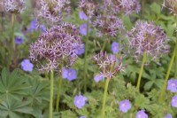 Allium christophii and Geranium 'Baby Blue' growing together in mixed border - May