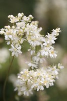Filipendula vulgaris - Dropwort - June